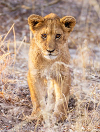 Portrait of cat on field