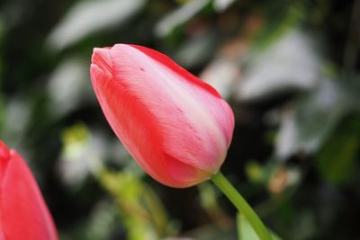 Close-up of pink flower blooming outdoors