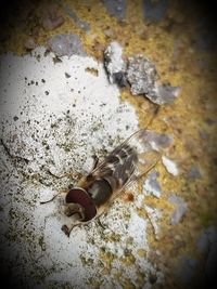 Close-up of insect on water