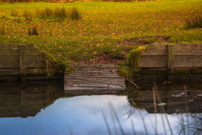 Reflection of plants in water