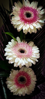 Close-up of pink daisy flower