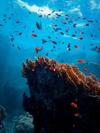 Fish swimming in sea