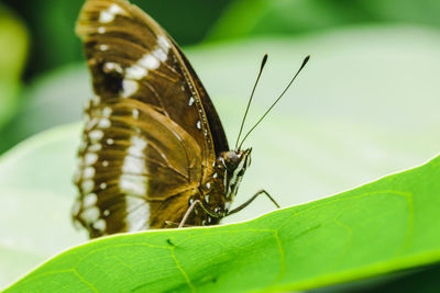 Close-up of butterfly on leaf