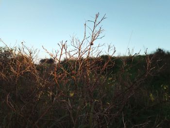 Close-up of dry grass on field against clear sky