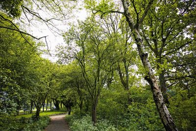 Footpath amidst trees in forest