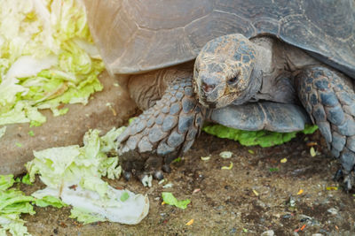 Close-up of turtle on ground