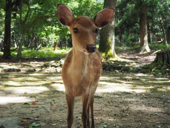 Portrait of deer standing in forest