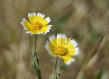 Close-up of yellow flower