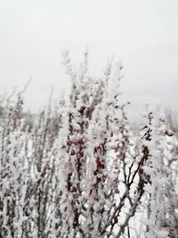 Close-up of snow covered plants against sky