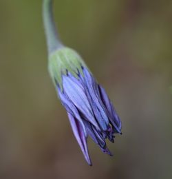 Close-up of purple flower against blurred background