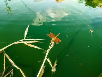 High angle view of leaf floating on lake