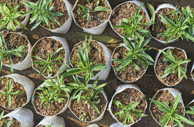 Flowering plant seedlings in a nursery farm in west bengal