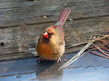 Close-up of bird perching on wood