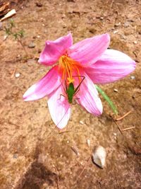 Close-up of pink flowers