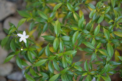 Directly above shot of white flower growing on plant