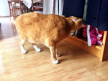 Close-up of cat on hardwood floor