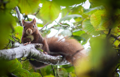 Low angle view of a squirrel on tree