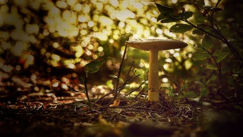 Close-up of mushroom growing on tree in forest