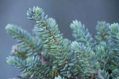 Close-up of succulent plant