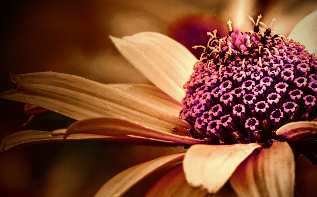 CLOSE-UP OF PINK FLOWER PLANT