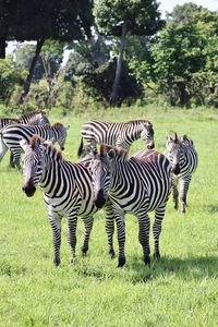 Zebras on a field