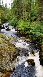 River amidst trees in forest