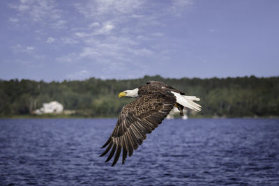 Bird flying over lake