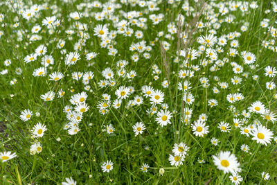 White daisy flowers on field