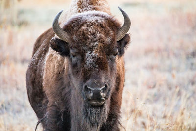 Portrait of american bison standing on field