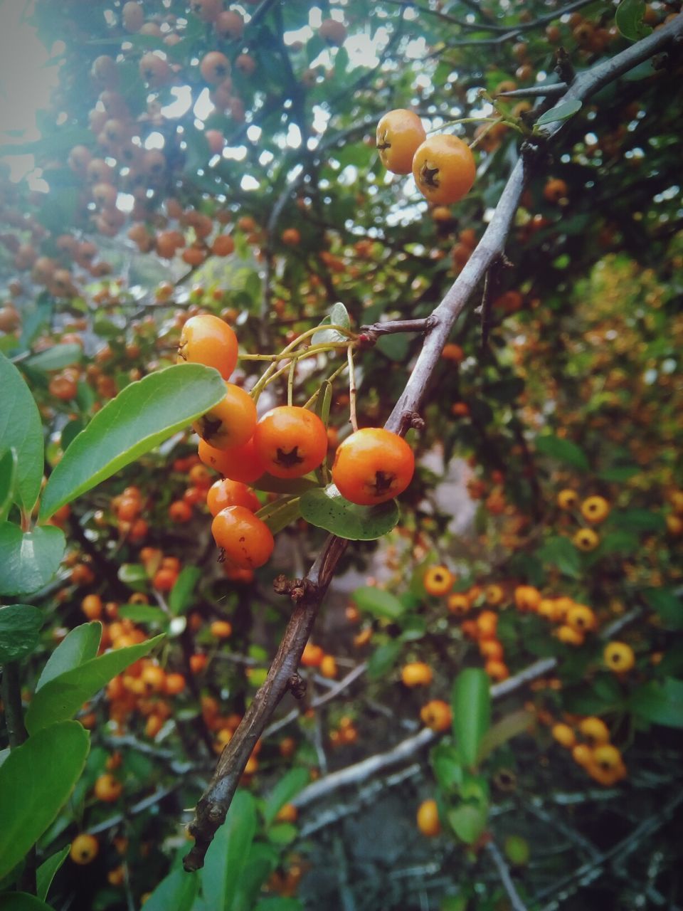 fruit, growth, food and drink, food, nature, tree, leaf, plant, growing, outdoors, day, no people, freshness, focus on foreground, green color, beauty in nature, rowanberry, yellow, close-up, healthy eating