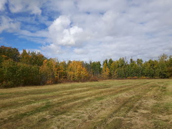 Trees on grassy field against cloudy sky