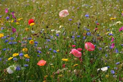 Close-up of fresh purple poppy flowers in field