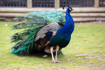 Peacock on field