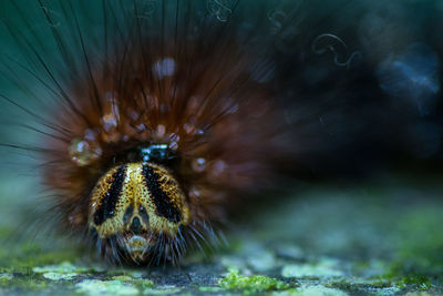 Close-up of insect on water