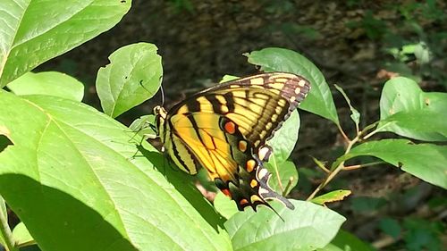 Close-up of butterfly on leaf