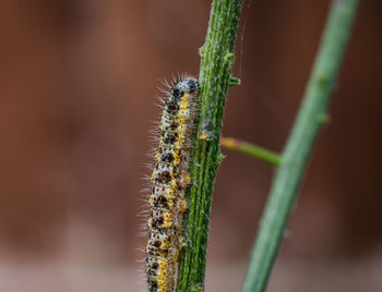 Close-up of insect on plant