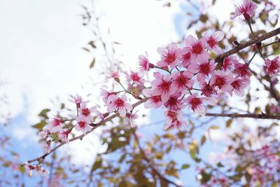 Low angle view of pink flowers on branch