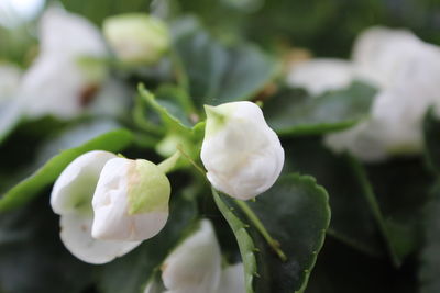 Close-up of white flower blooming outdoors