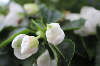 Close-up of white flower blooming outdoors