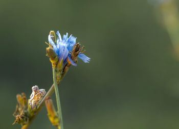 Close-up of insect on purple flowering plant