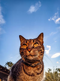 Close-up portrait of a cat against sky