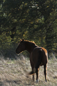 Horse standing on field