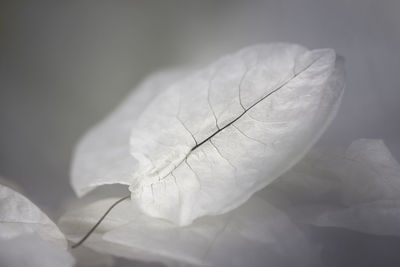 Close-up of leaf