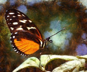 Close-up of butterfly perching on leaf