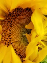 Close-up of yellow sunflower flower
