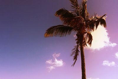 Low angle view of palm trees against sky