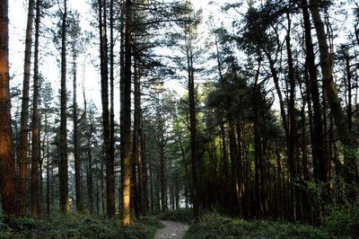 Road passing through forest