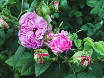 Close-up of pink flowers