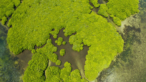 High angle view of moss covered tree trunk in lake
