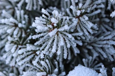 Close-up of snow covered tree